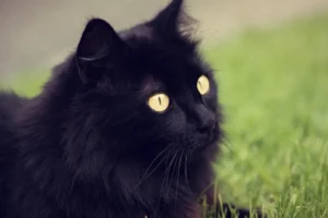Gato angorá