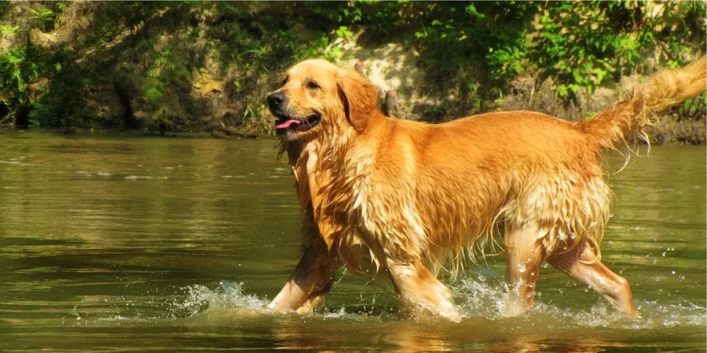 Golden Retriever