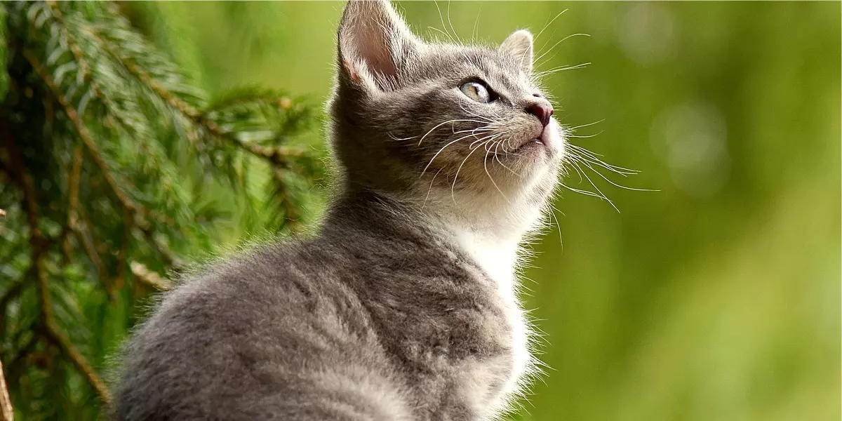 Curiosidades Sobre Os Gatos Onze Fatos Imperdíveis Desses Animais