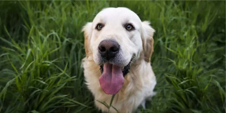 dicas para fazer o seu cachorro feliz