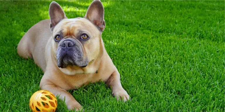 Buldogue Francês_ Confira características e curiosidades dessa raça