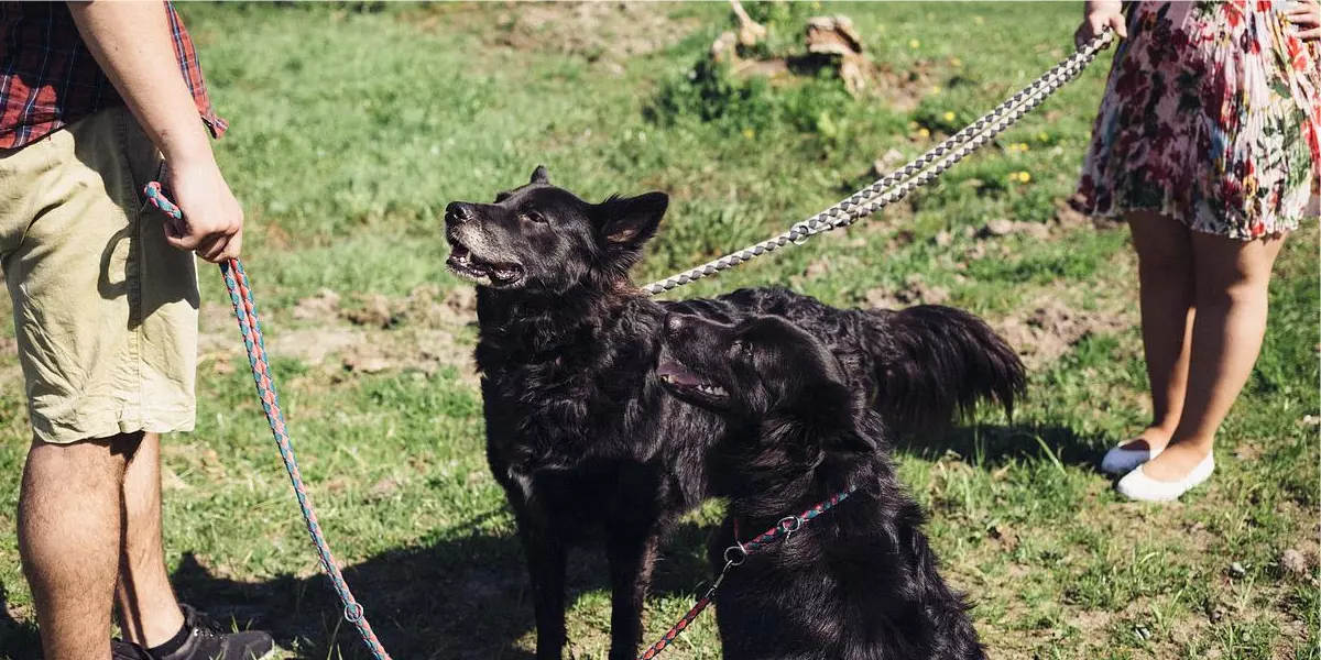 Como socializar cachorro com pessoas_Confira dicas incríveis