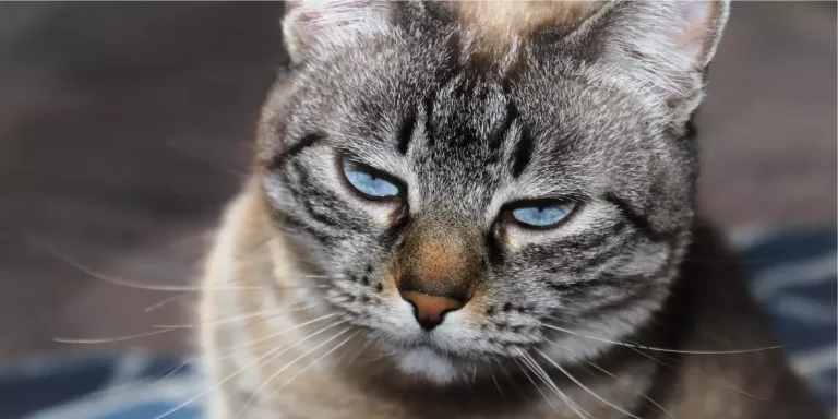 Confira coisas que os humanos fazem e os gatos odeiam