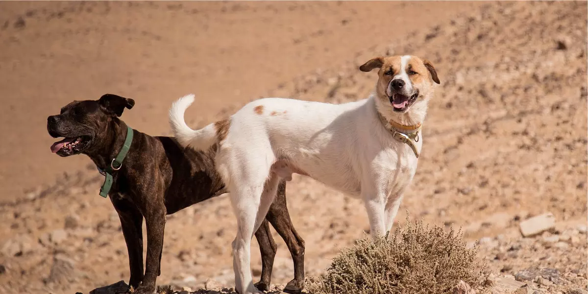 Confira sete motivos para adotar um cachorro adulto