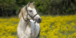 Curiosidades sobre os cavalos que são incríveis