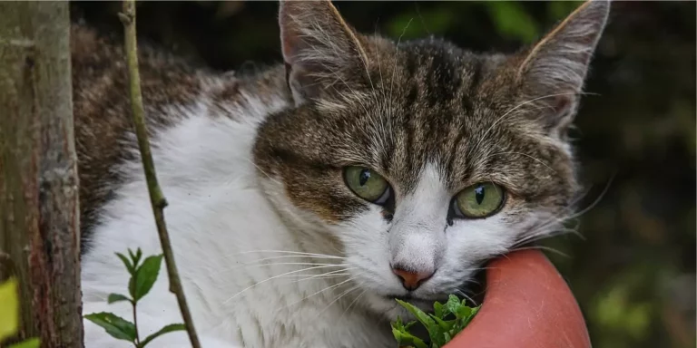 Dicas para tornar a casa mais segura para o gato