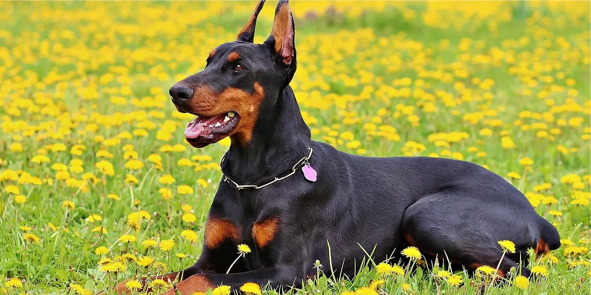 Cachorro Doberman: descubra aqui tudo sobre a raça