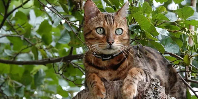 Gato Bengal