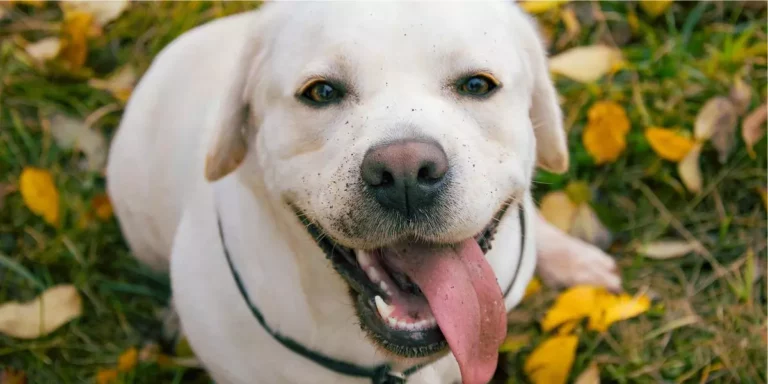 Labradores Retrievers_ Características e curiosidades dessa raça dócil