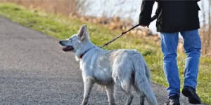 passear com o cachorro