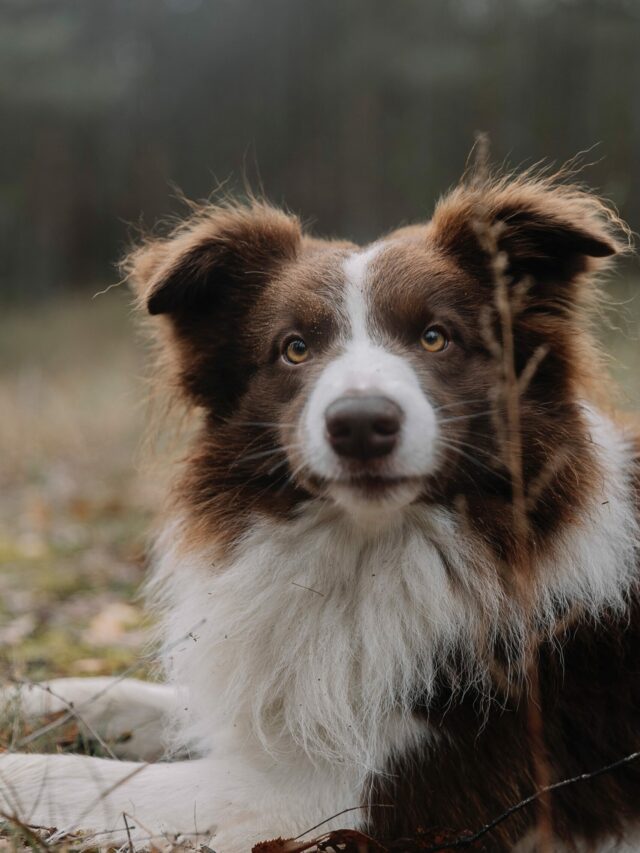 boder collie (10)