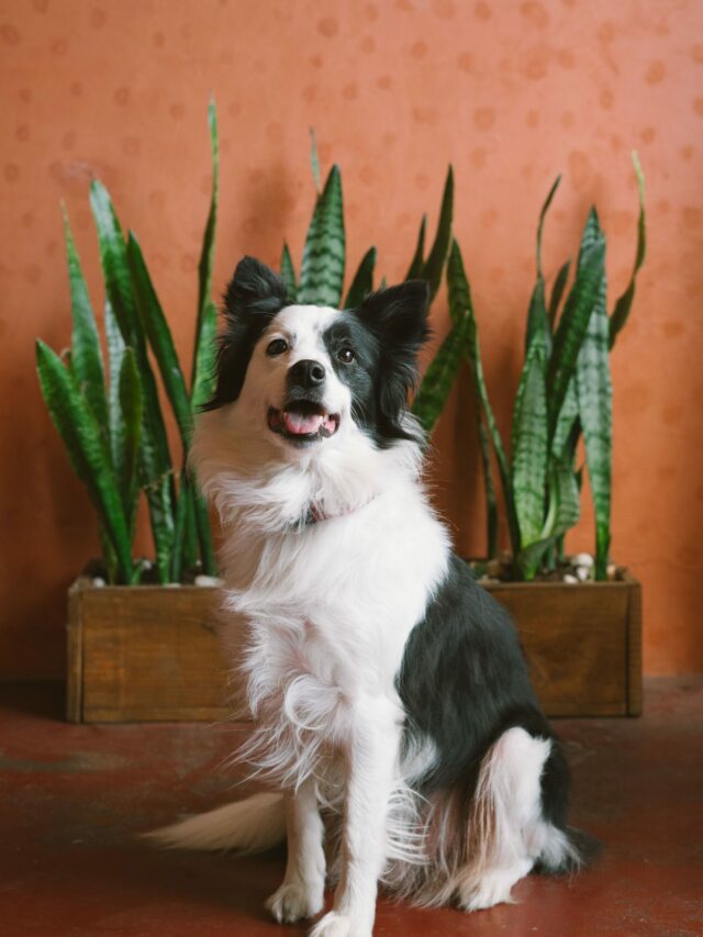 boder collie (4)
