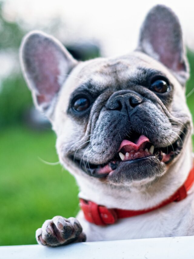 buldogue (4)