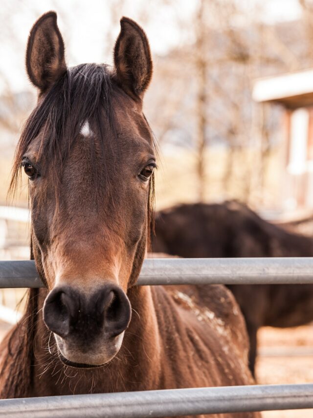 cavalos (6)
