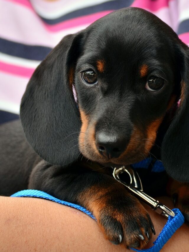 dachshund (4)