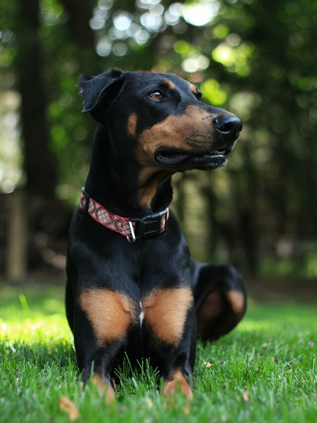 dobermann (6)