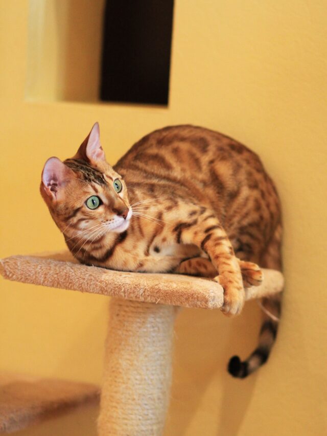 gato bengal (2)