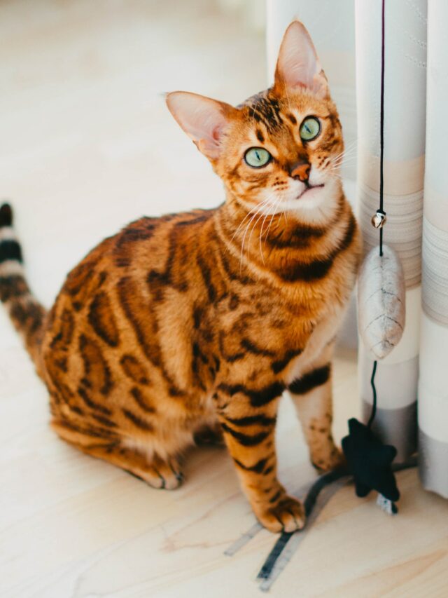 gato bengal (8)