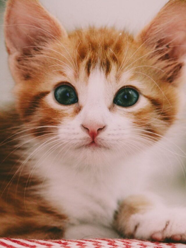 gatos (10)