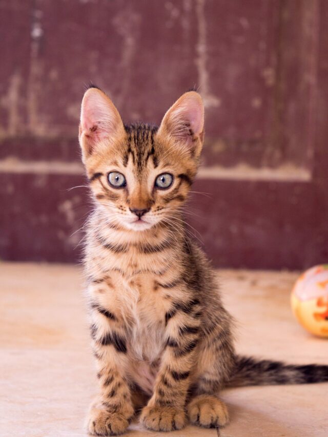 gatos (12)
