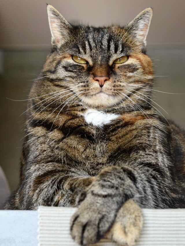 gatos (16)