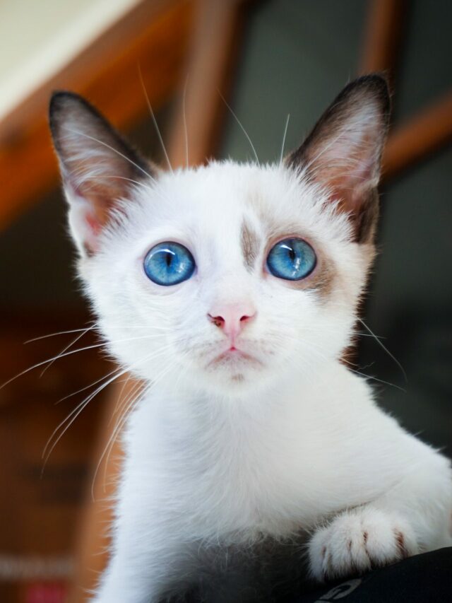 gatos (19)
