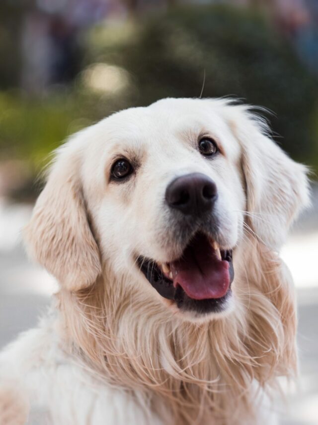 Golden Retriever: principais cuidados | Cantinho dos Animais