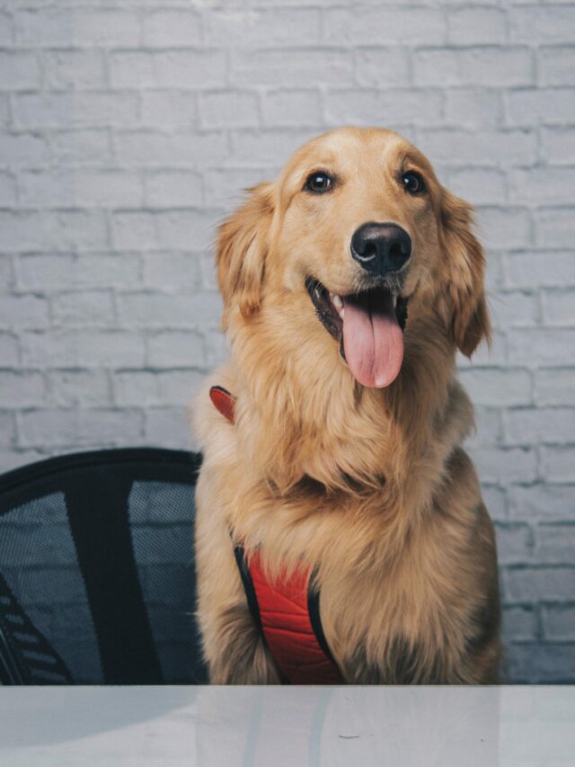 golden retriever (5)