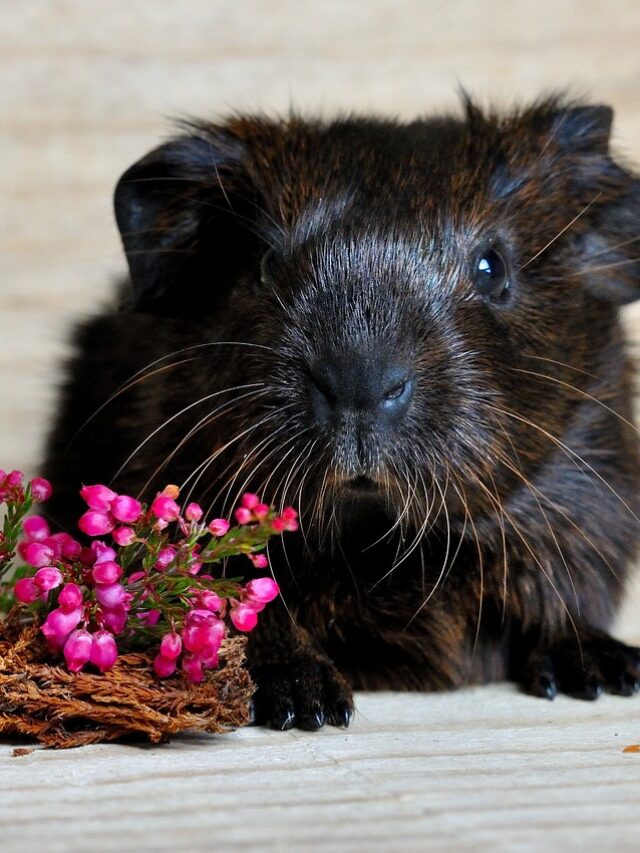 guinea-pig-658717_1280