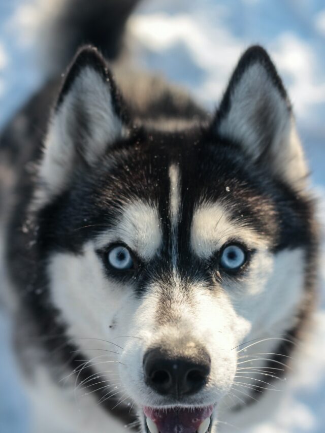 husky siberiano (8)