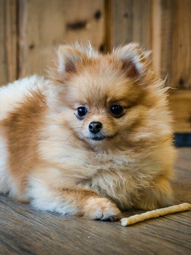 Lulu da pomerânia (2)