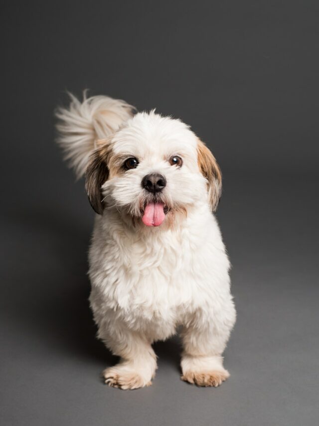Shih Tzu (5)