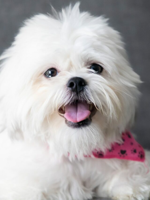 Shih Tzu (7)