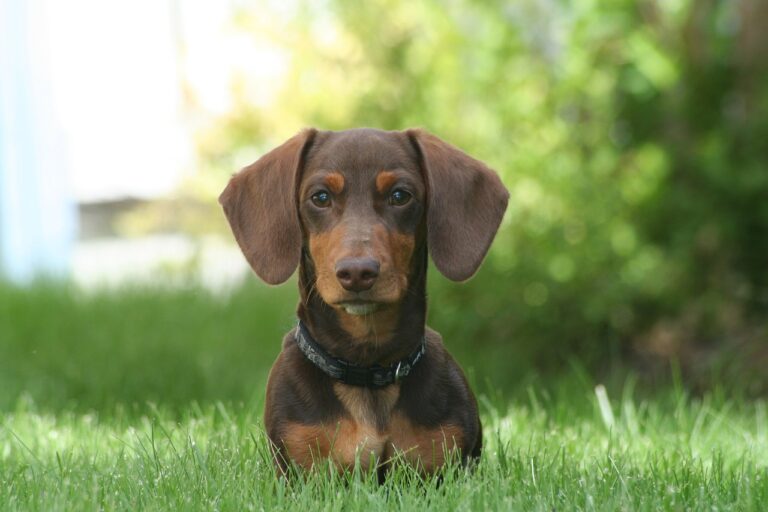 dachshund (7)