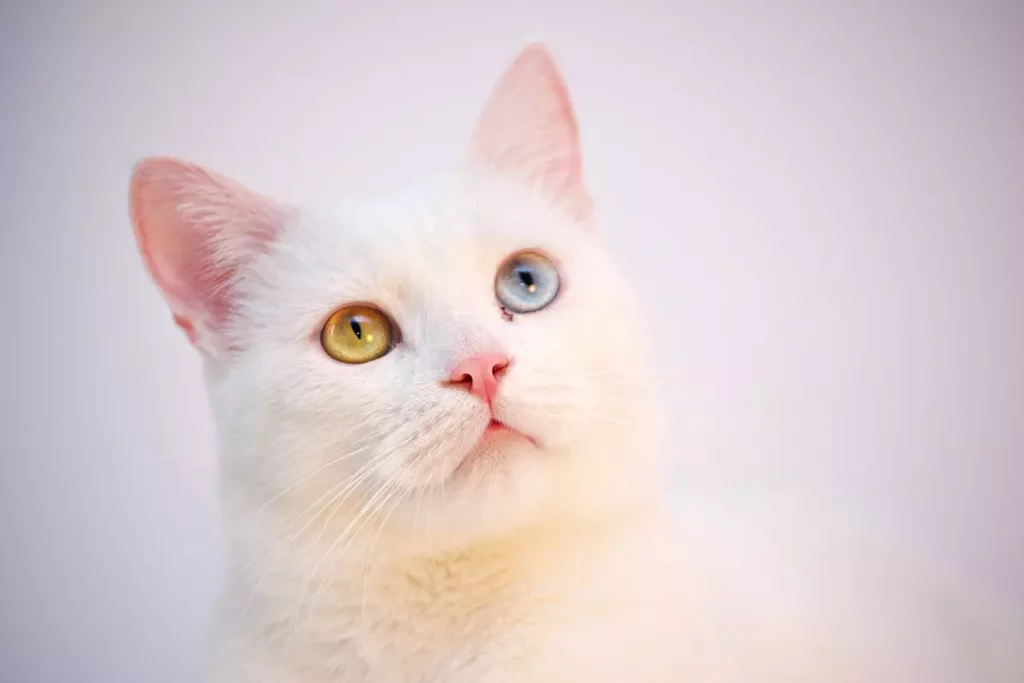 Essa foto mostra um gato branco angorá.