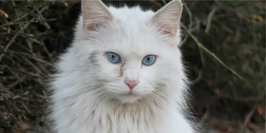 Essa foto mostra um gato branco do olho azul.