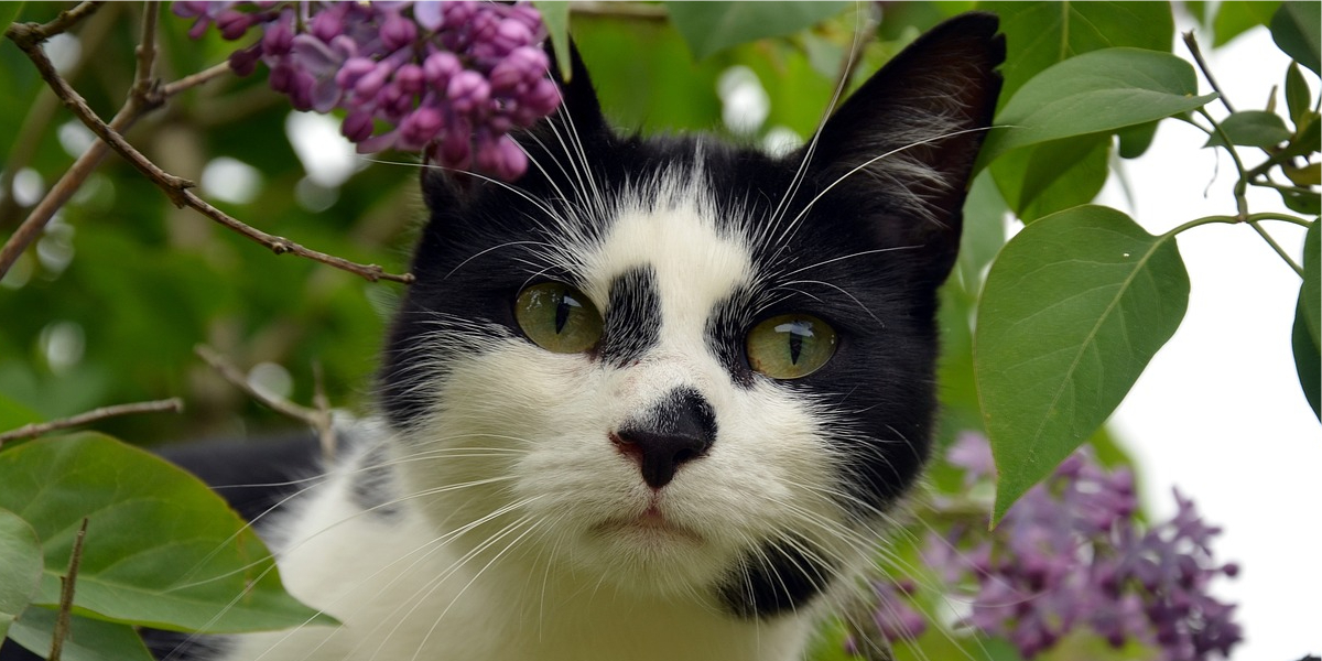Gato frajola: confira aqui tudo sobre gato preto e branco