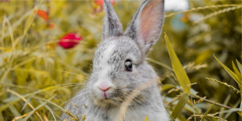 Essa imagem descreve um coelho. Nomes para coelhos.