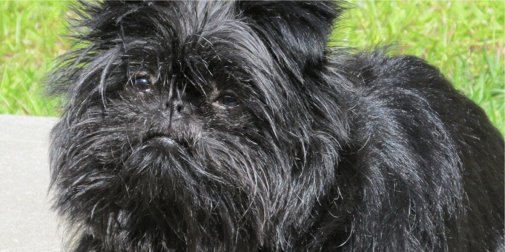 Affenpinscher