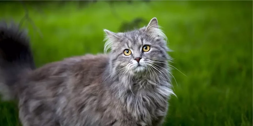 maine coon