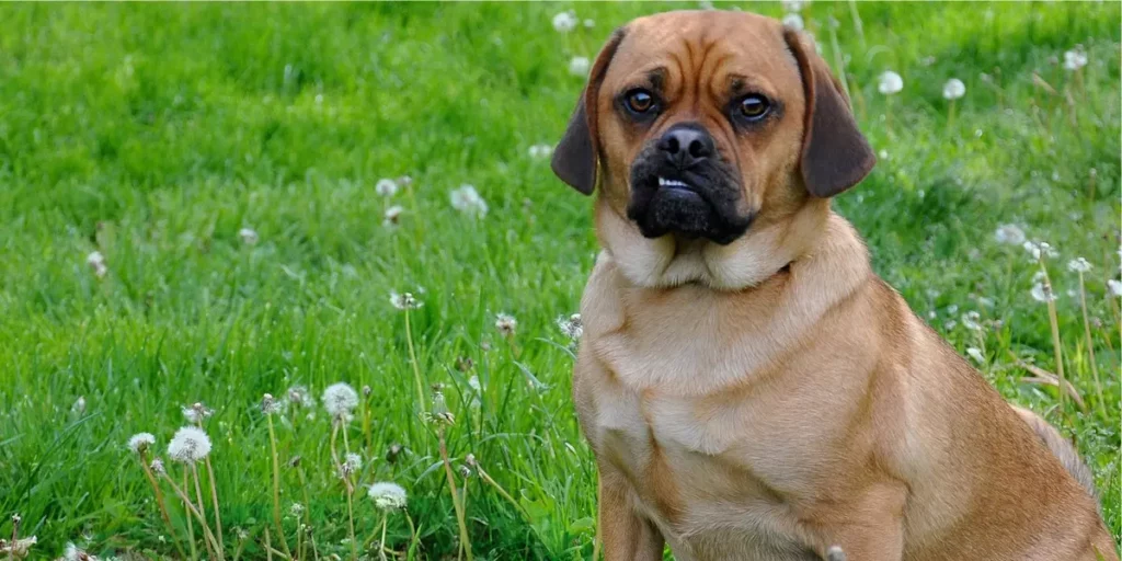 puggle