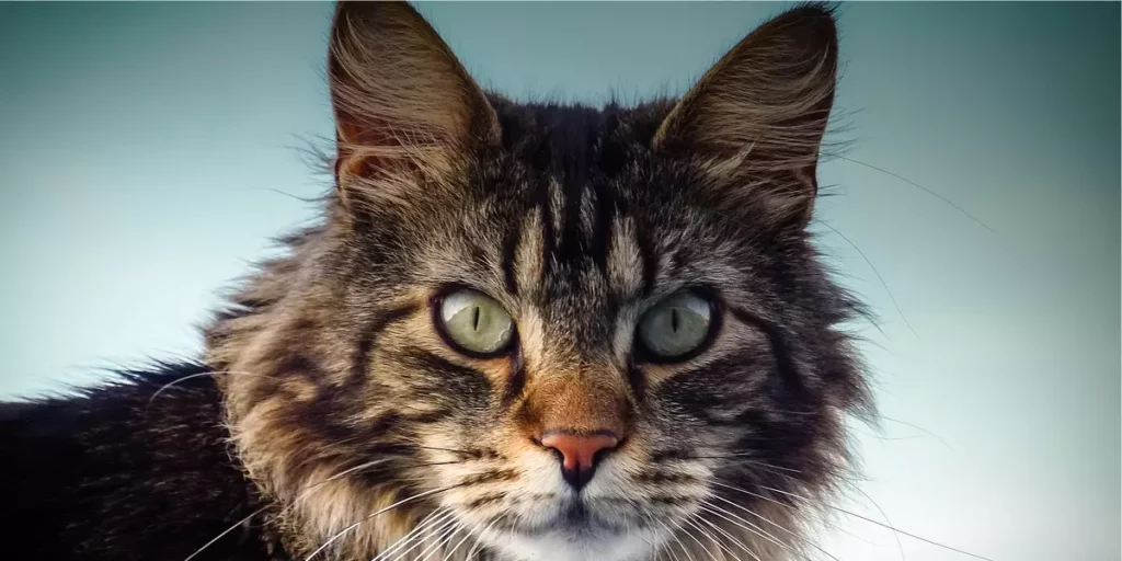 gato maine coon
