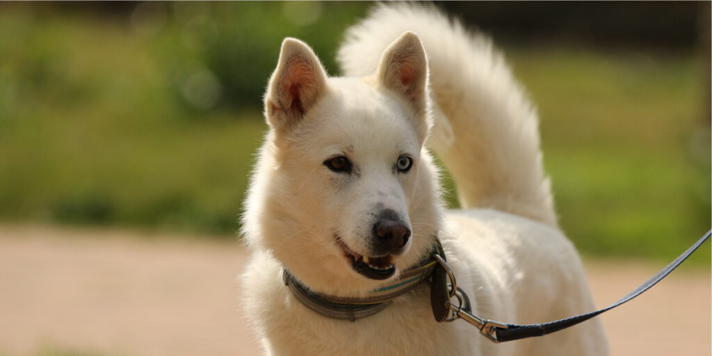 Husky Siberiano