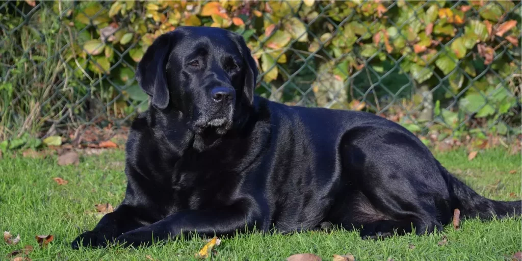 cachorro preto