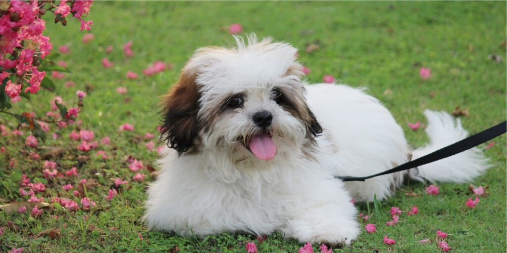 Lhasa Apso raças de cachorro com barba
