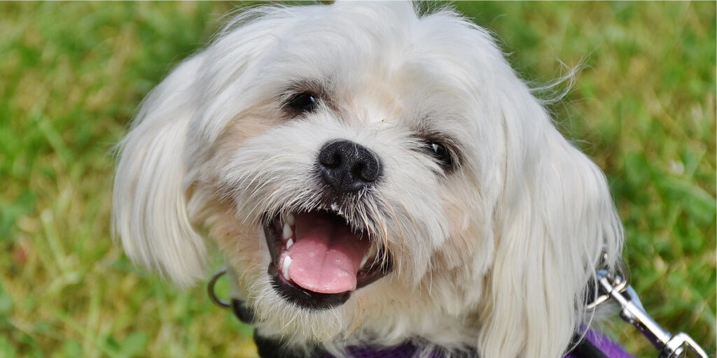 Maltes raça de cachorro com barba