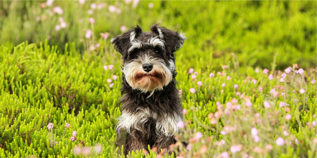 schnauzer raças de cachorro com barba