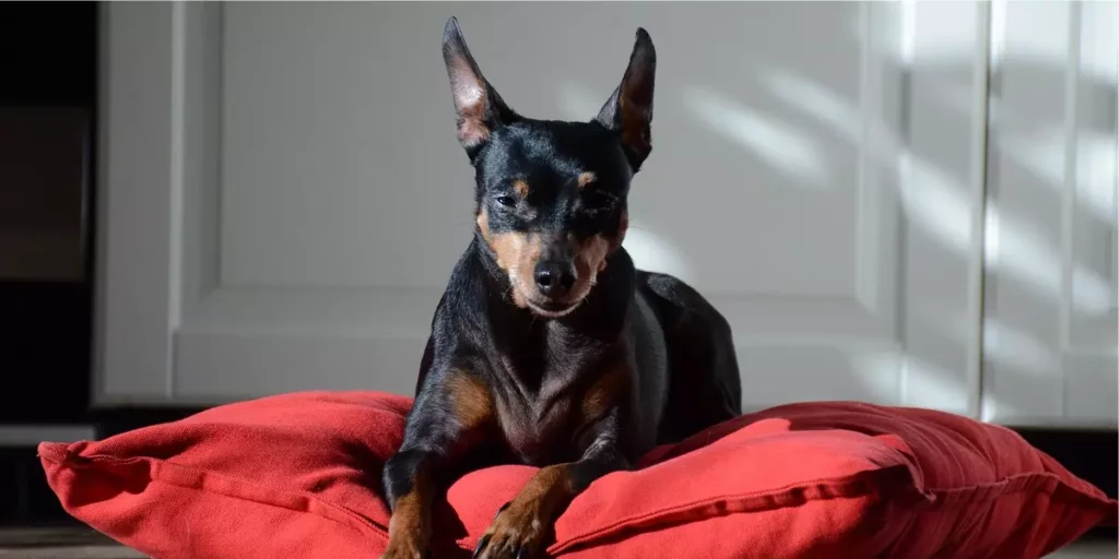 tamanhos de pinscher