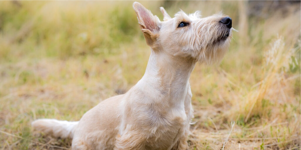 Terrier Escocês 