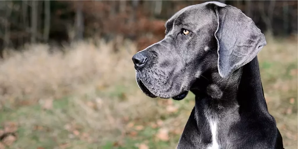 Dogue Alemão: o você deveria saber sobre o gigante gentil